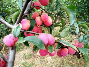 鸡心果 未来新型果品引领蔬菜零售新风尚